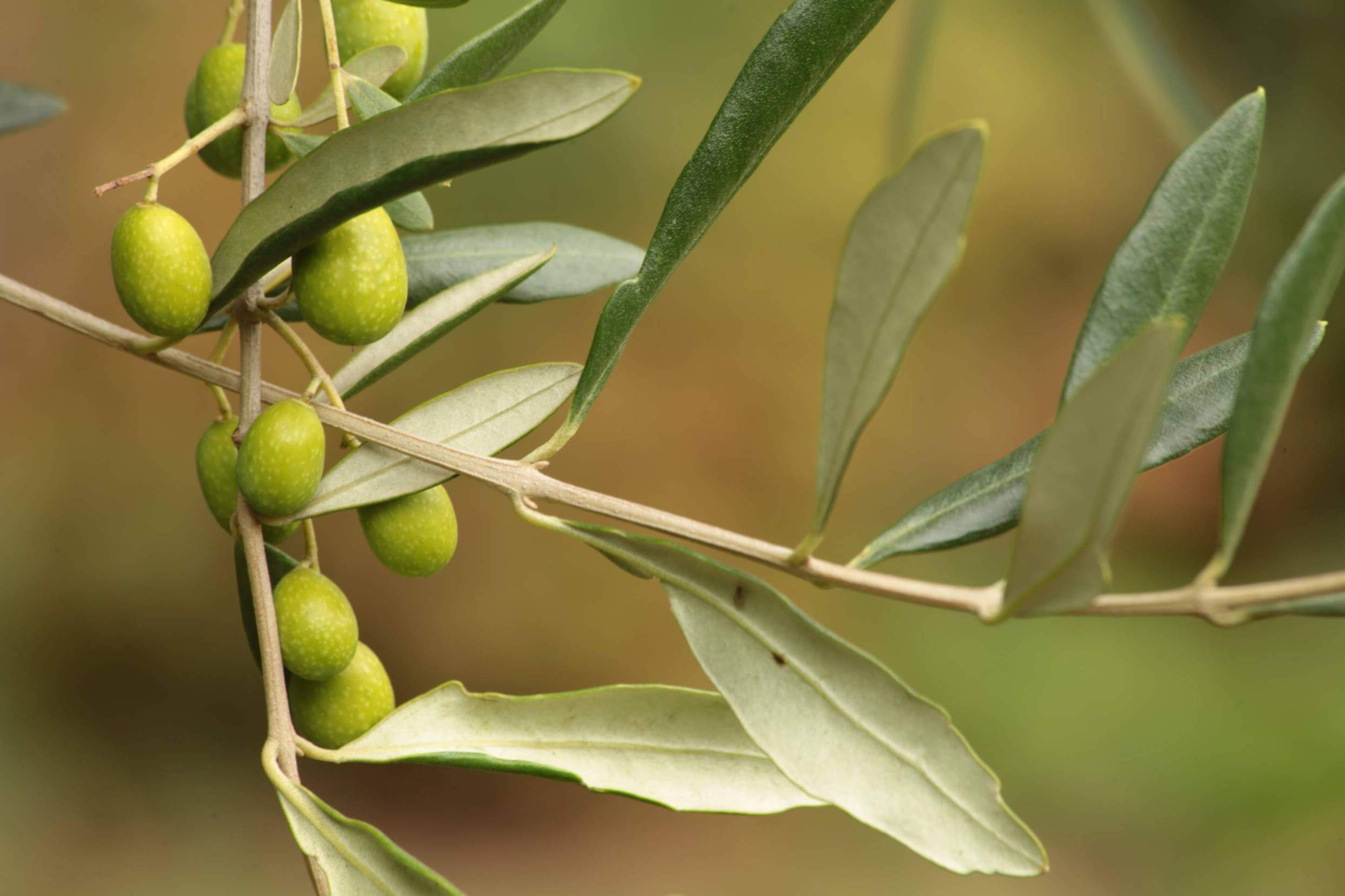 Olive leaf picture 